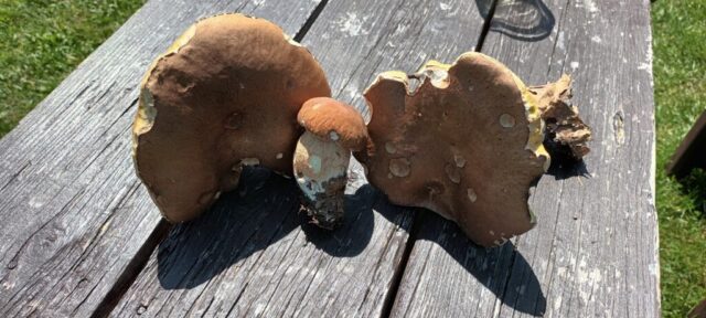 516016880_1177384097524133_2432365036931858855_n