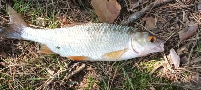 516066704_1177383804190829_6676017332006482897_n