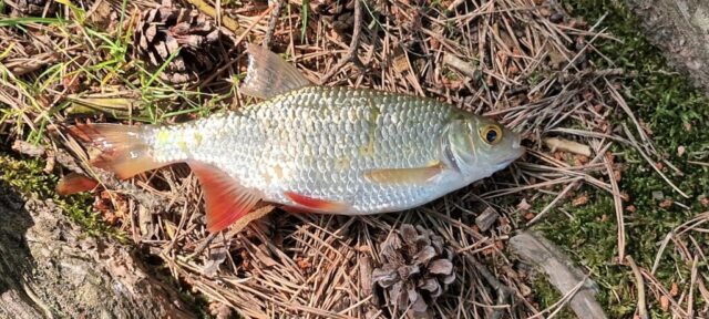 516097293_1177383970857479_5320705986676094594_n