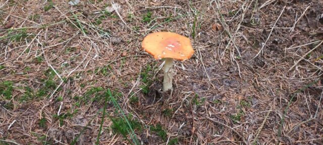 566204646_1264157818846760_1232151334869173647_n