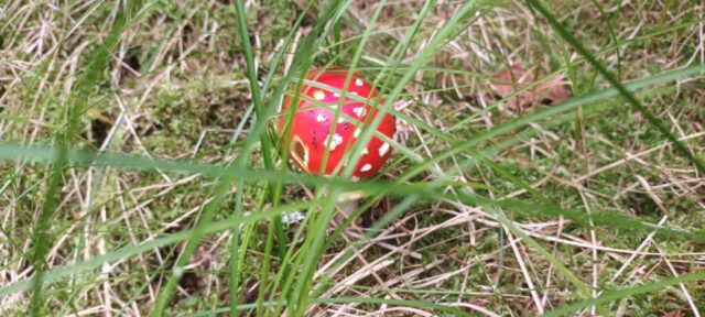 566217809_1264155758846966_6463873231103635985_n