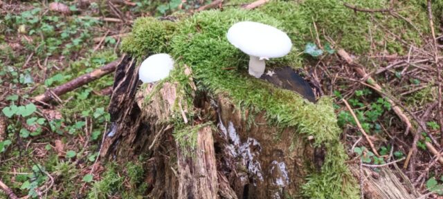 568369638_1264157932180082_747691791598516055_n